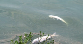 �W�ؾŽ��ǅ^(q��)�ɺ���������Ⱦ �@�ֲ��T�ؑ���������̫�y