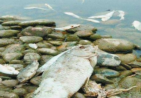 四川沱江特大水污染事故