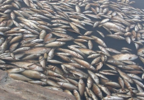 河北白洋淀死魚事件